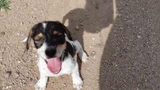 Dos rosarinos rescataron a una perrita abandonada. (Imagen ilustrativa).