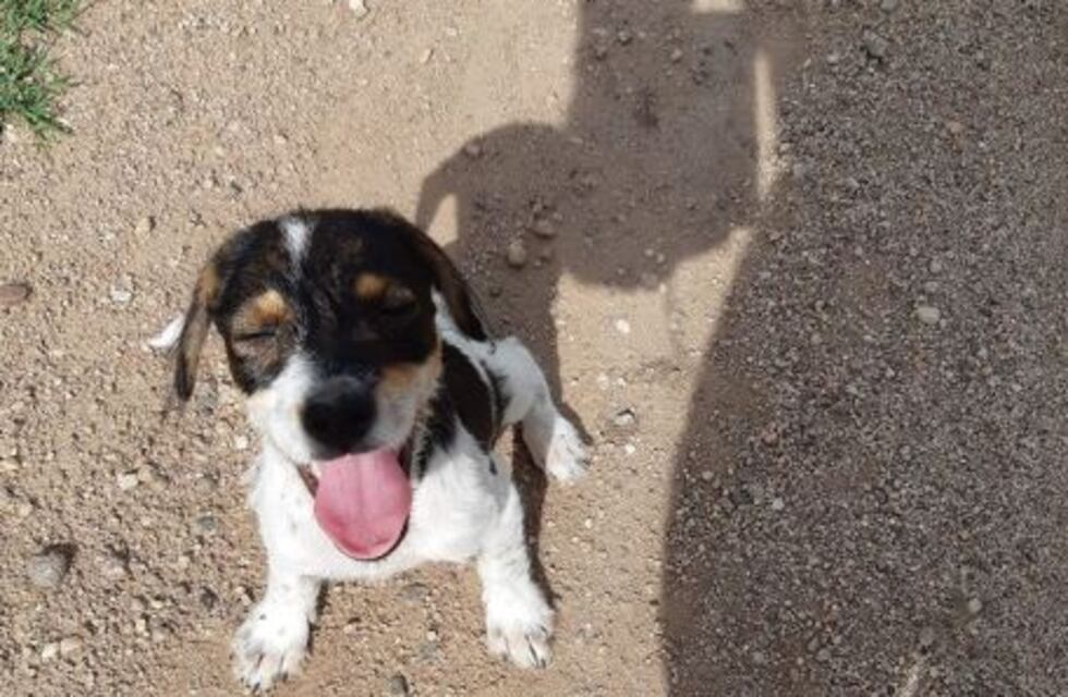 Tierno video: dos rosarinos rescataron a una perrita abandonada en medio de la ruta