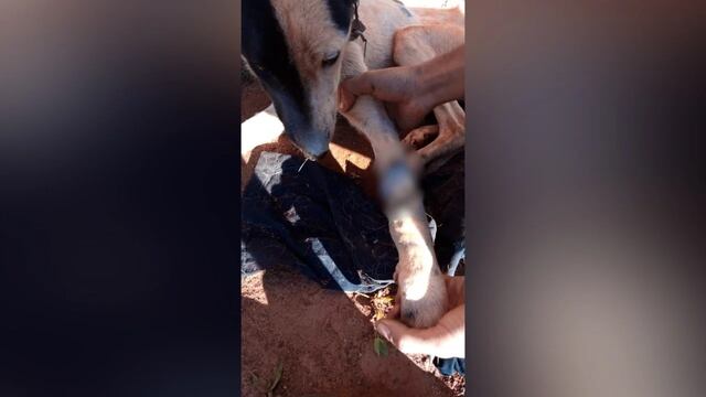 Detuvieron a un hombre acusado de maltrato animal en Puerto Iguazú.