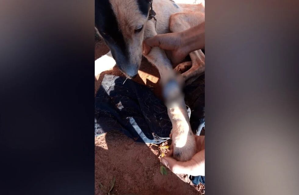Detuvieron a un hombre acusado de maltrato animal en Puerto Iguazú