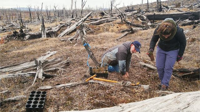 Iniciaron la restauración de bosques afectados por incendios forestales