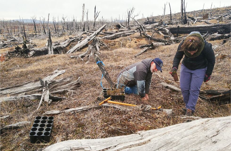 Iniciaron la restauración de bosques afectados por incendios forestales