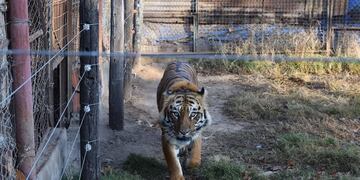 El macho de la especie asiática estaba en un corral precario en un establecimiento del departamento General López.