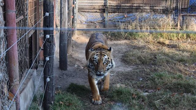 Rescataron un tigre de Bengala cautivo en un campo de Maggiolo.