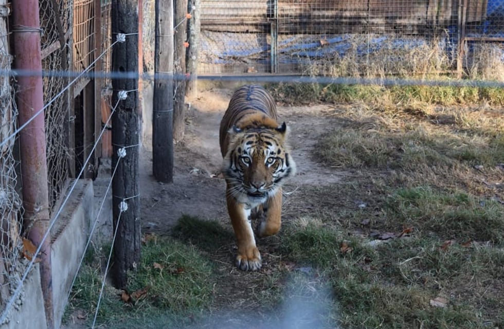 Habló el dueño del campo donde hallaron un tigre de Bengala y otros animales cautivos