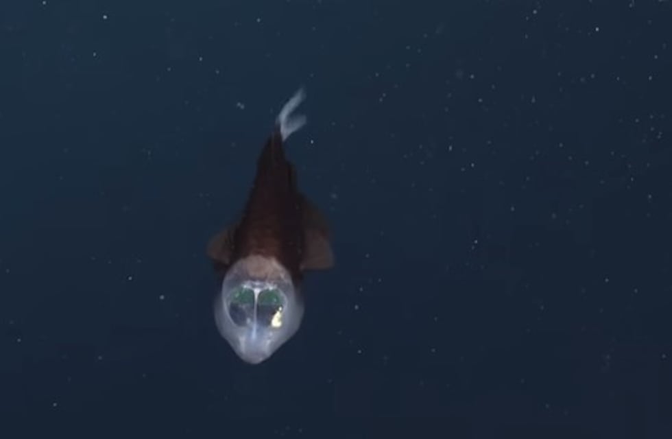 Grabaron al pez barril del Pacífico: tiene cabeza transparente y ojos flotando dentro
