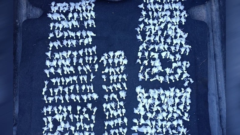 La droga que halló la Policía después del ataque a tiros.