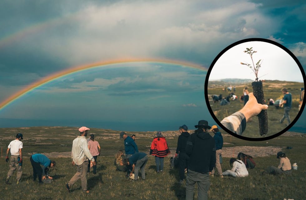 Una ONG quiere salvar las Sierras Grandes de Córdoba con miles de árboles, pero necesita una gran ayuda