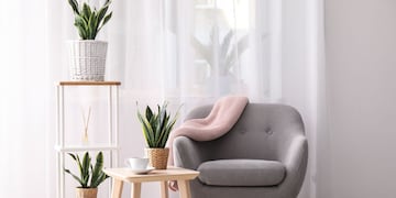 Estas son las 3 plantas que traen buenas energías a tu hogar.