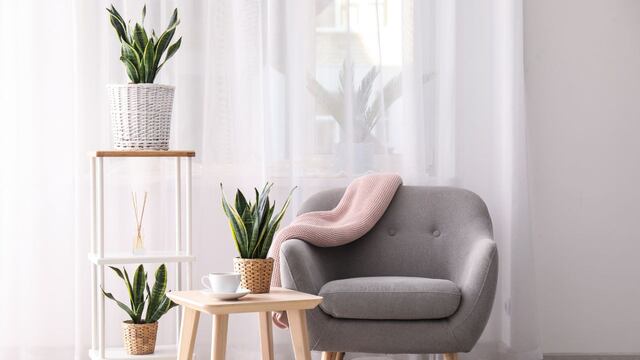 Estas son las 3 plantas que traen buenas energías a tu hogar.