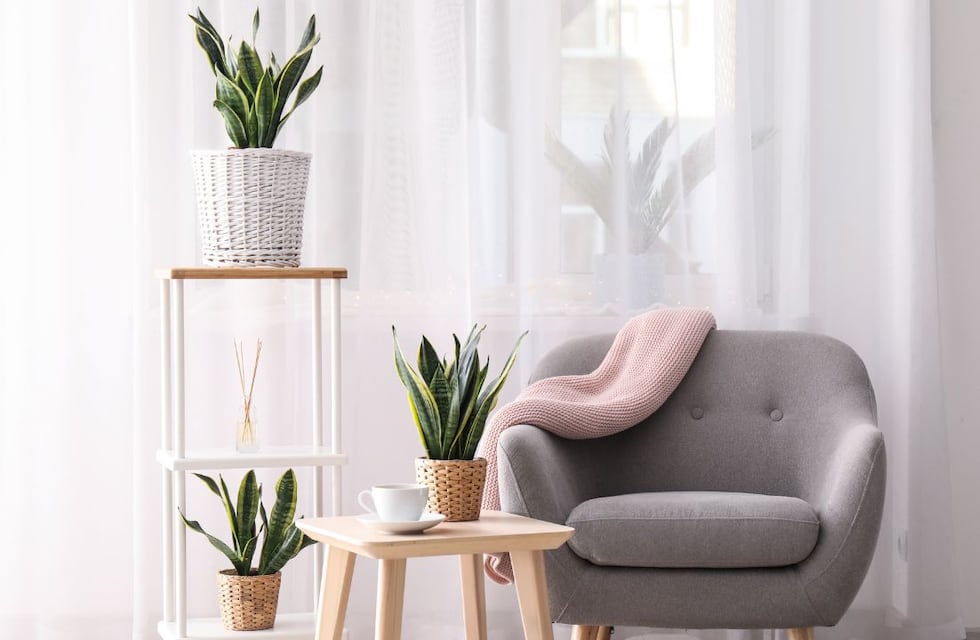 Estas son las 3 plantas que traen buenas energías a tu hogar