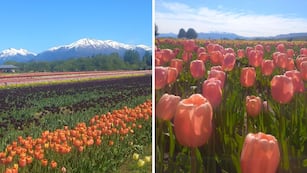 Escapada a Trevelin en primavera: cuándo y cómo ver los Tulipanes en todo su esplendor. (Foto: Camila Charris)