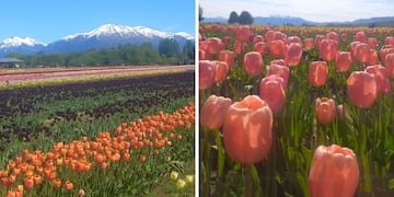 Escapada a Trevelin en primavera: cuándo y cómo ver los Tulipanes en todo su esplendor. (Foto: Camila Charris)