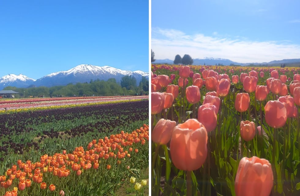 Flores y dragones: cómo es la experiencia de visitar el campo de tulipanes en Trevelin, el pueblo ideal para conocer en primavera