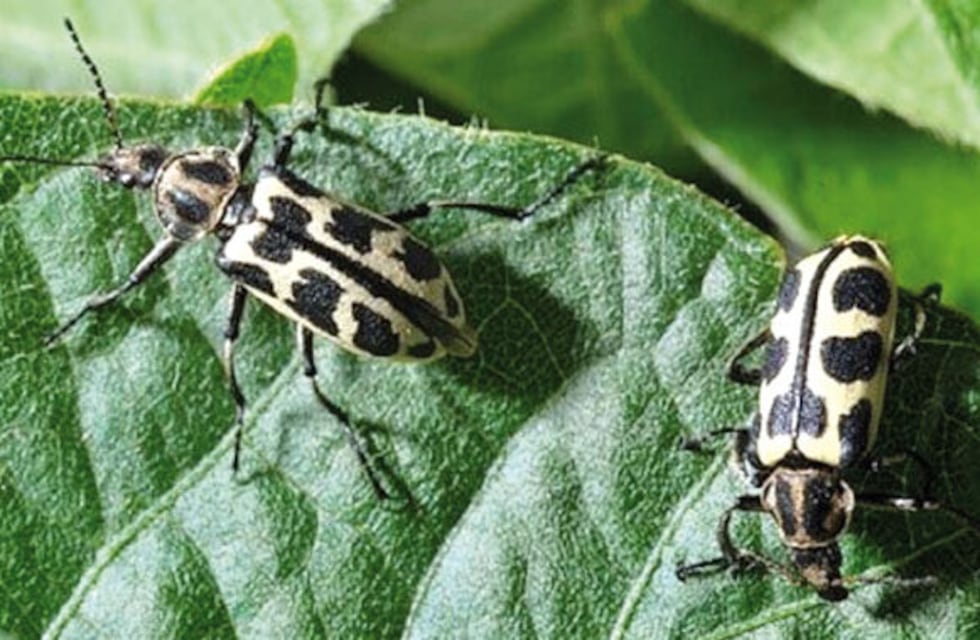 Escarabajos siete de oro