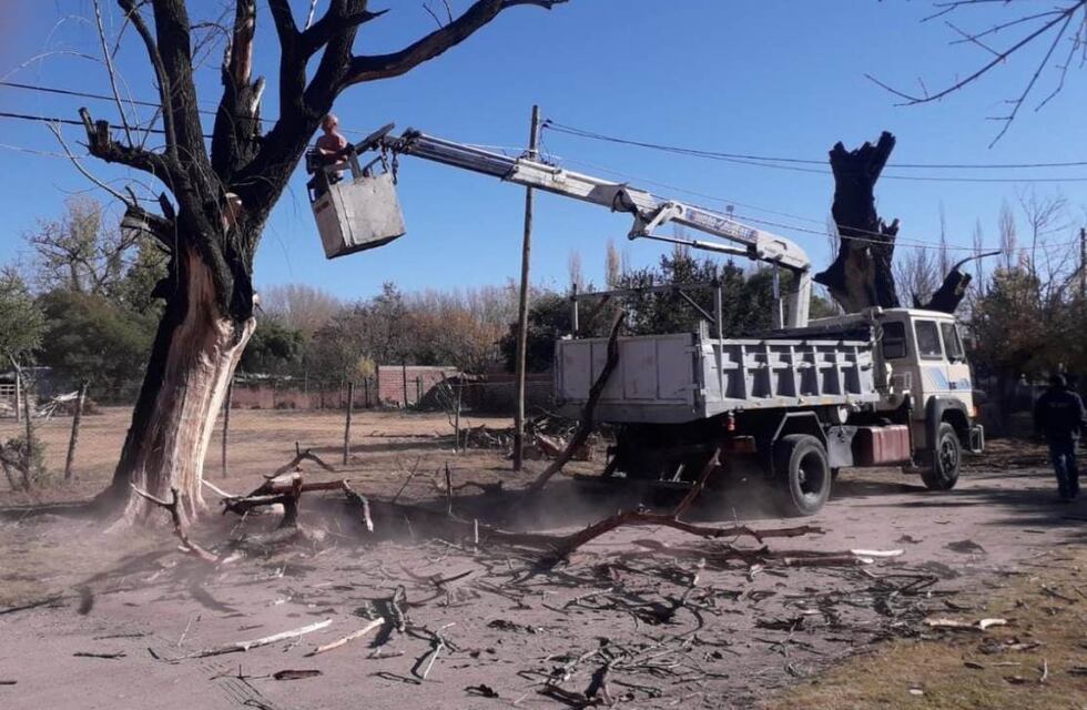 Erradican árboles añosos, secos o que están en riesgo de caerse