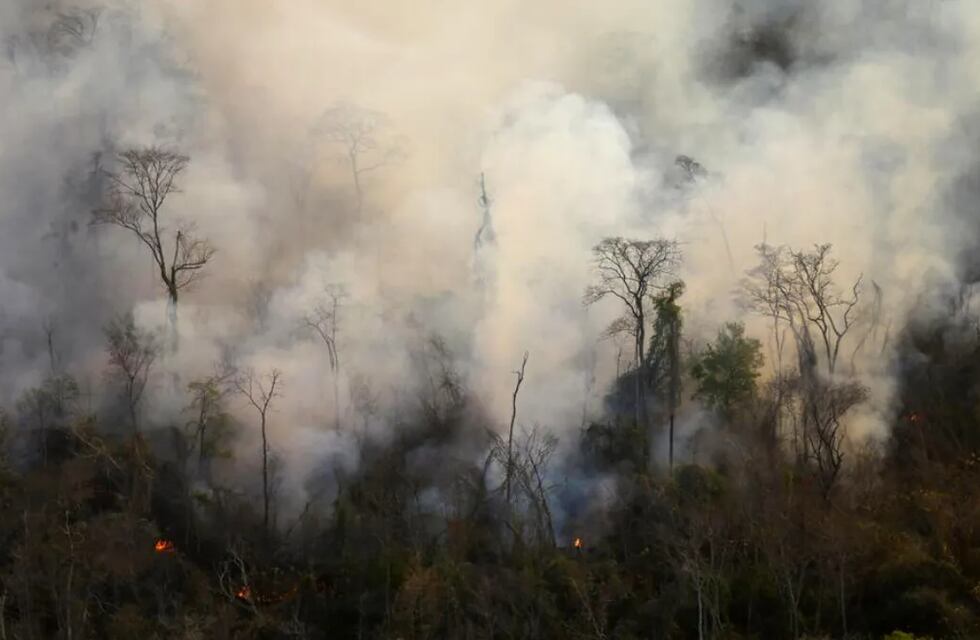 Fuego en la selva de Jujuy: 520 hectáreas quemadas en el Parque Nacional Calilegua