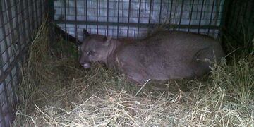 PUMA. El animal apareció en una vivienda de Río Cuarto (Genrileza Santiago Irusta).