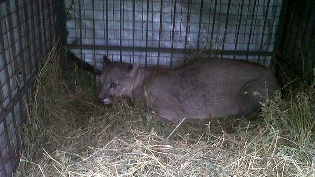 PUMA. El animal apareció en una vivienda de Río Cuarto (Genrileza Santiago Irusta).