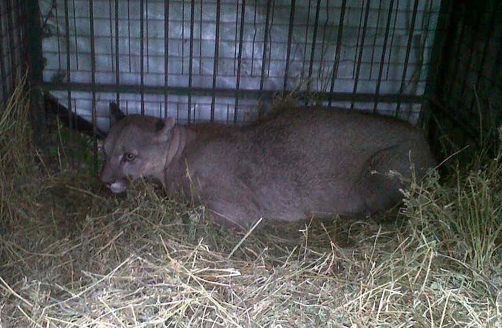 Puma suelto en Ascochinga: Policía Ambiental trabaja en el lugar por la muerte de cuatro gatos