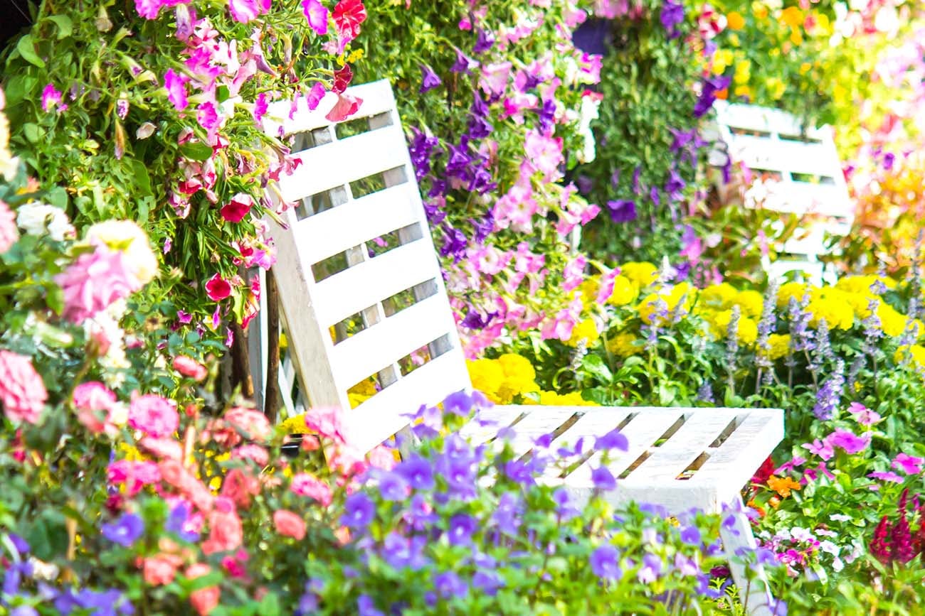plantas de verano