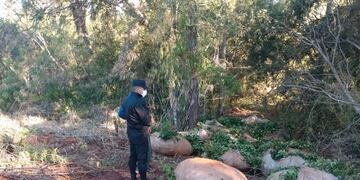 Robo de hoja verde en Puerto Libertad.