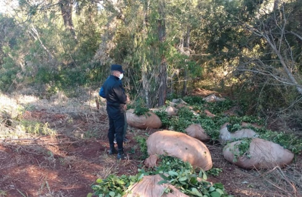 Robo de hoja verde en Puerto Libertad