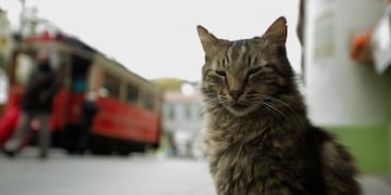 Varios gatos y perros fueron asesinados