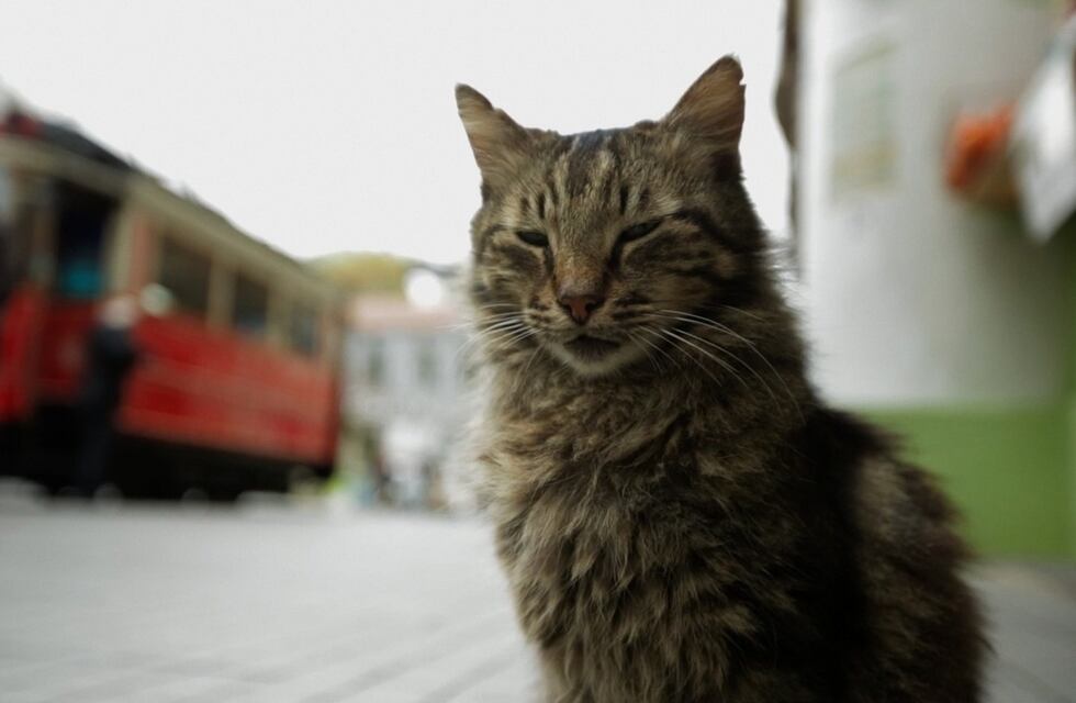 Denuncian envenenamiento masivo de perros y gatos en barrio Echesortu de Rosario