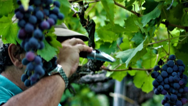 Revisión de azúcar para ver la calidad de la Uva con un sacarímetro