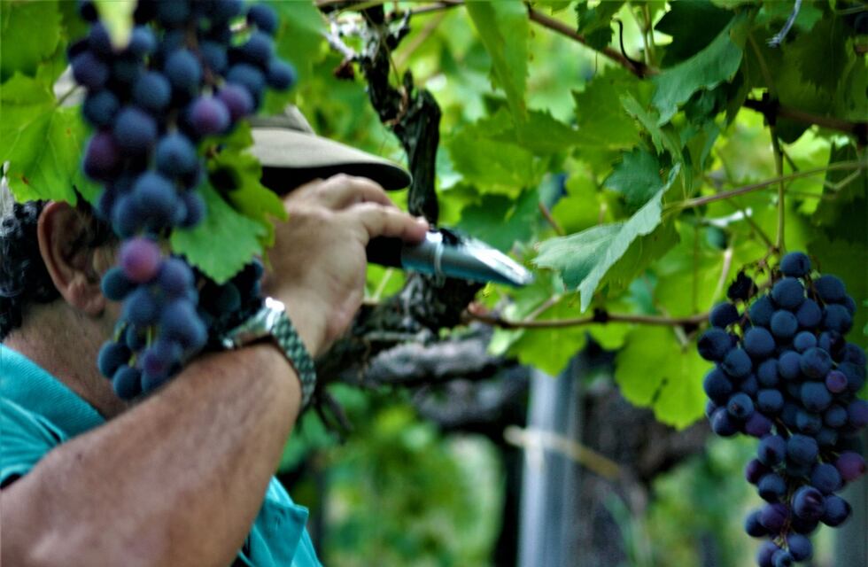 Claves para entender la calidad de la uva y sus rendimientos