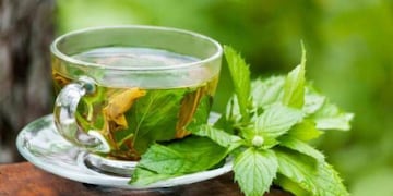 Cuáles son los beneficios y secretos de tomar el té de boldo