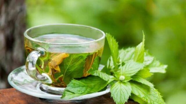 Cuáles son los beneficios y secretos de tomar el té de boldo