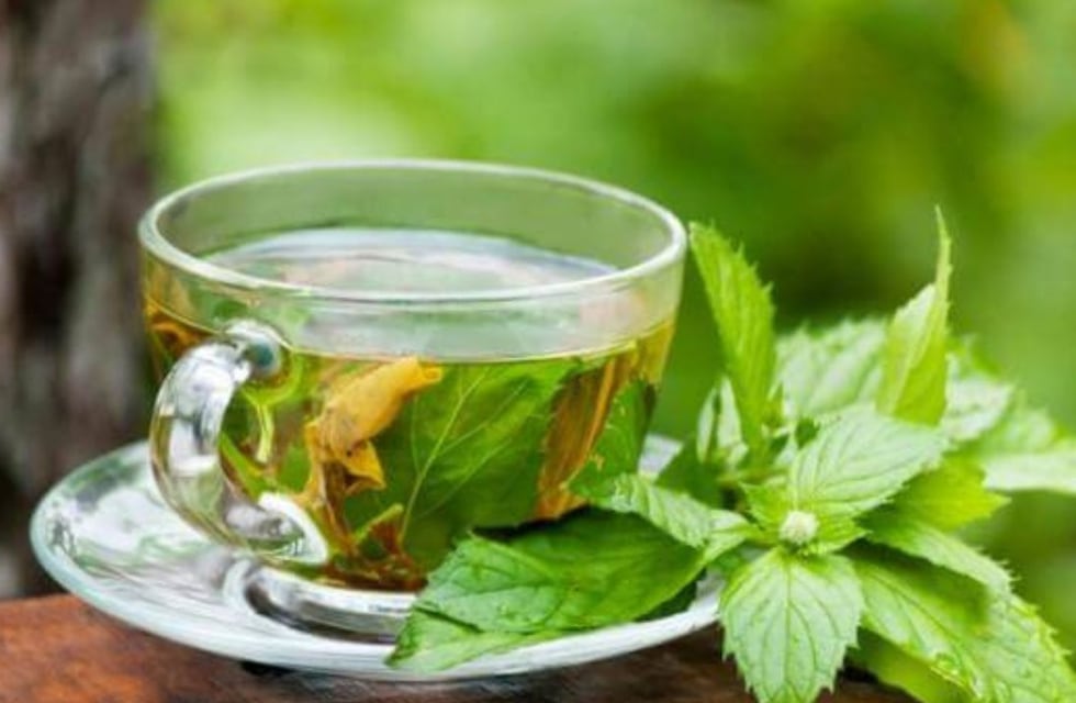 Cuáles son los beneficios y secretos de tomar el té de boldo