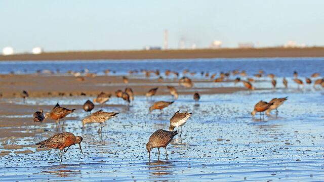 Humedales de Bahía Blanca