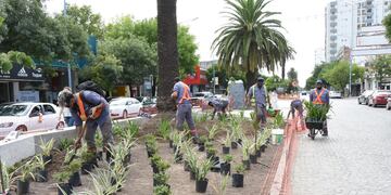 Colocaron los plantines en el primer cantero de Bv. Santa Fe