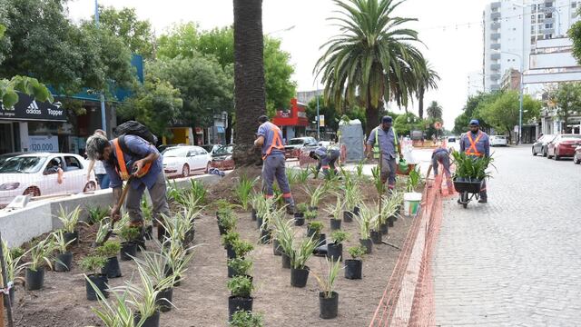 Colocaron los plantines en el primer cantero de Bv. Santa Fe