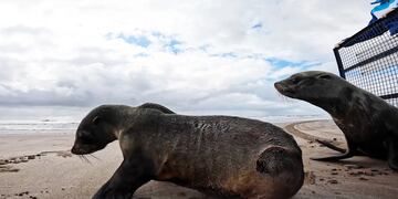 Los dos lobos marinos habían sido relocalizados desde dos lugares: Nueva Atlantis y Mar de Ajó.