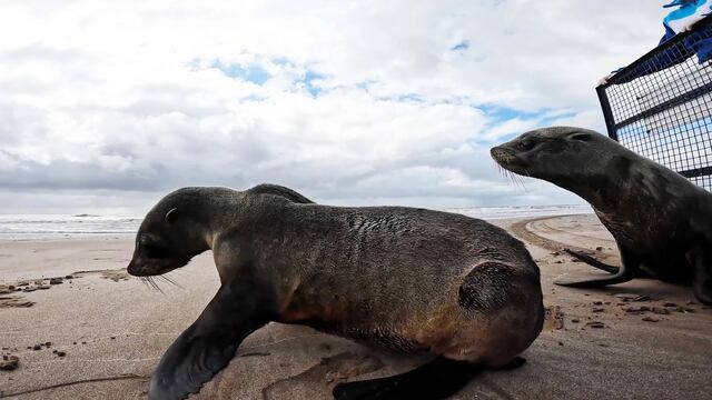 Los dos lobos marinos habían sido relocalizados desde dos lugares: Nueva Atlantis y Mar de Ajó.