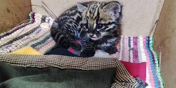 En Jardín América hallaron a un cachorro de gato tirica.