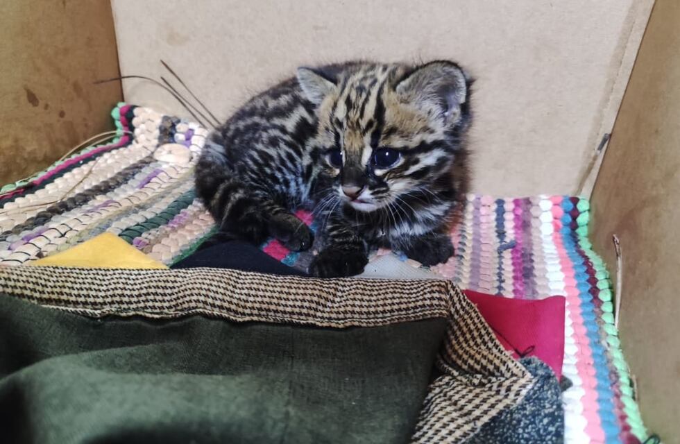 En Jardín América hallaron a un cachorro de gato tirica