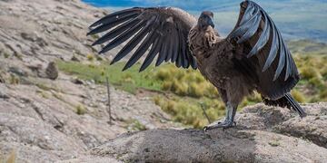 Carlita en su hábitat