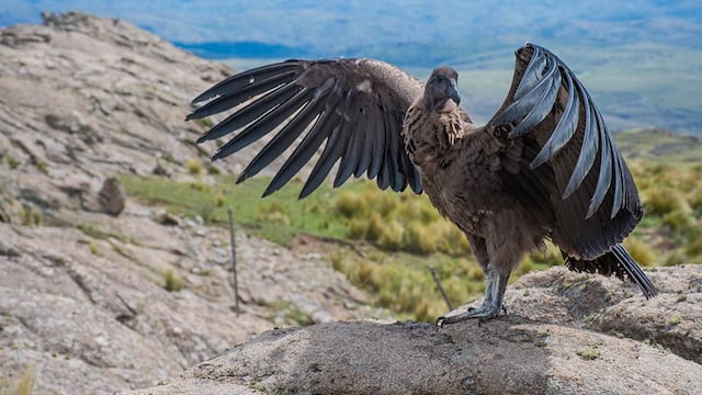 Carlita en su hábitat
