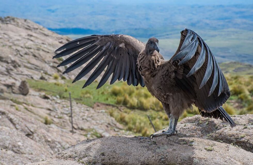 Libertad con tecnología: liberan a Carlita, un cóndor andino con rastreador satelital