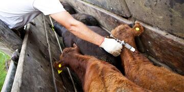 AFTOSA. Campaña de vacunación anual. (Senasa / imagen ilustrativa)