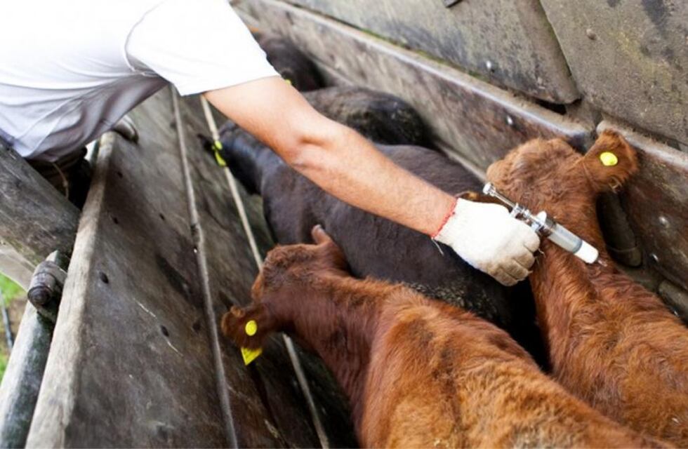 Aftosa: Vacunaron más de 480 mil animales en el Departamento Castellanos