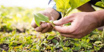 La agroecología es una disciplina que busca realizar los cultivos de hortalizas y frutales de un modo tradicional, sin el uso de agroquímicos.