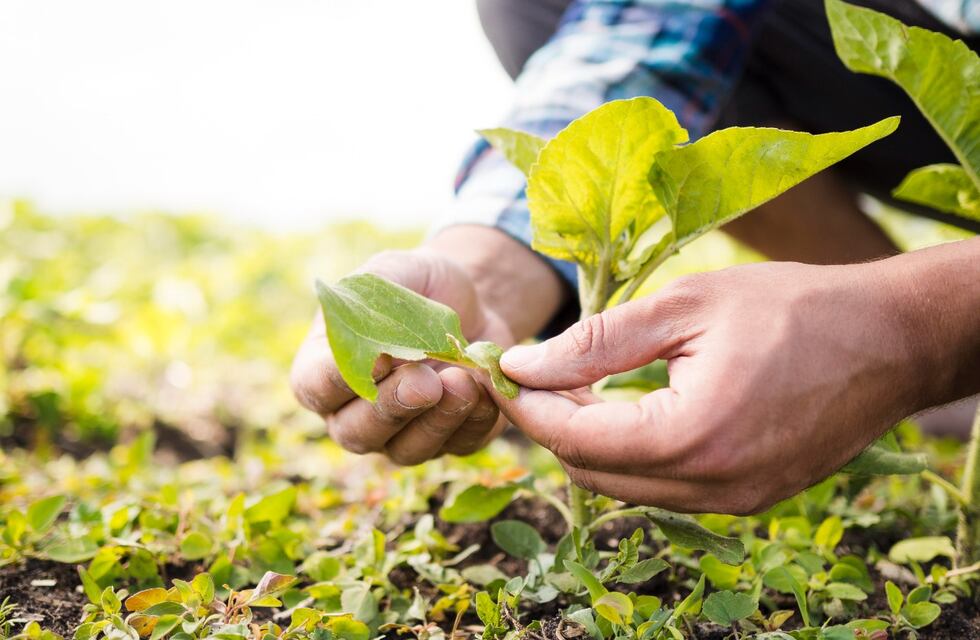 Taller de agroecología para los que apuestan a las huertas tradicionales