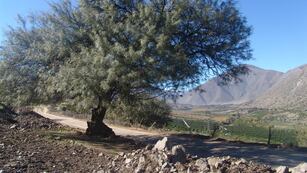 Una agrupación ambientalista pedirá sanciones contra empleados que talaron dos algarrobos y un chañar para mejorar la circulación en una avenida de Villa de Merlo. Imagen ilustrativa