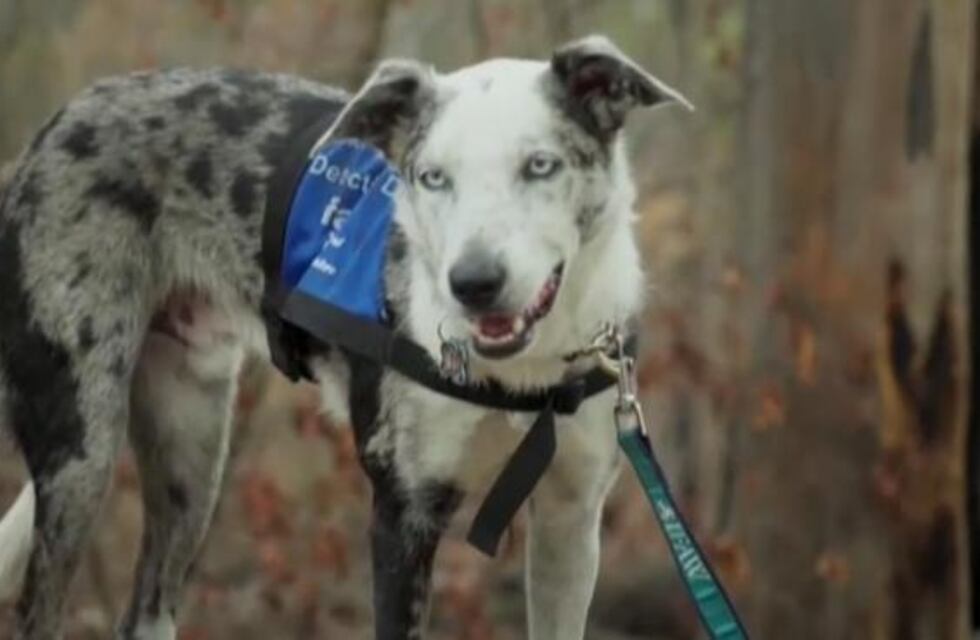 Bear, el perro australiano que había sido abandonado y salvó a más de 100 koalas